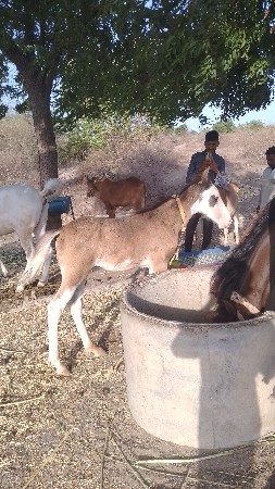 આ વસેરો વેસવા નો સે