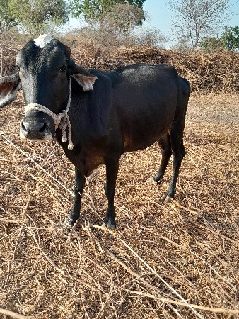 વાછડી આપવાની છે