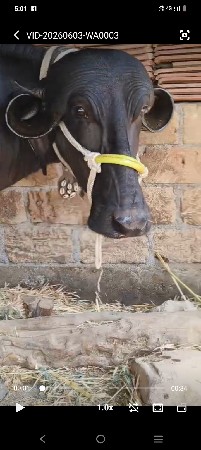 બીજા વેતરમાં ભેંસ