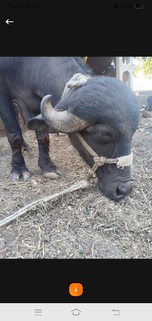 બે ખડેલા વેચવા ના છે