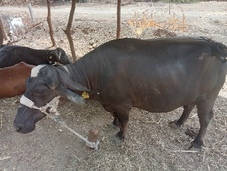 ભેંસ  વેચવાની છે