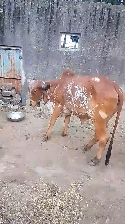 ઓરીજનલ ગીર ગાય વેચવાની છે