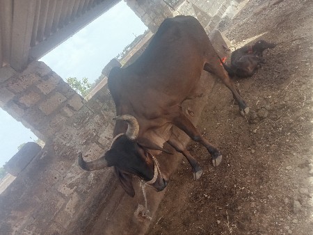 ગોઢલો