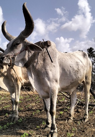 બરદ વેચવા નો છે