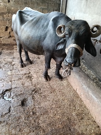 ભેસ વેચવાની છે