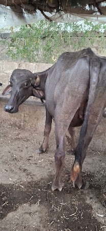 ખાડેલી વેસવાની છે