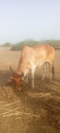 દેવભૂમિ દ્વારકા જિલ્લો જામ ખંભાળિય