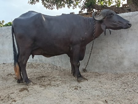 ભેંસ વેચવાની છે