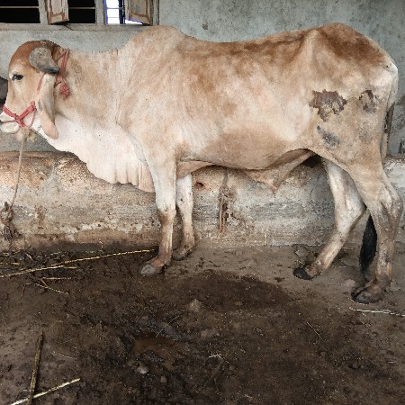 એક ગોધલો વેચવાનો છે.