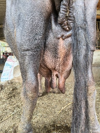 વહેંચવાની છે