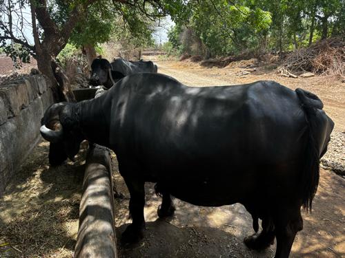 ભેશ