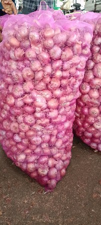 ડુંગળી