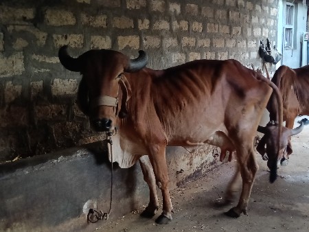 ગાય વેચવાની છે