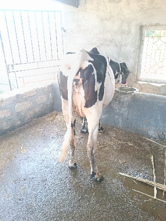 એ સબ ગાય વેચવાની છે