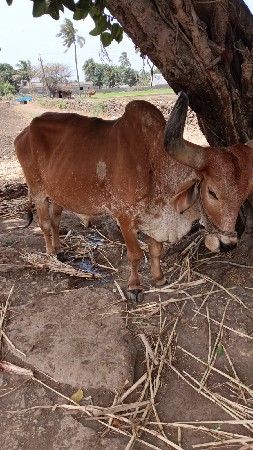9016500440...આમાં જ ફોન કરવો