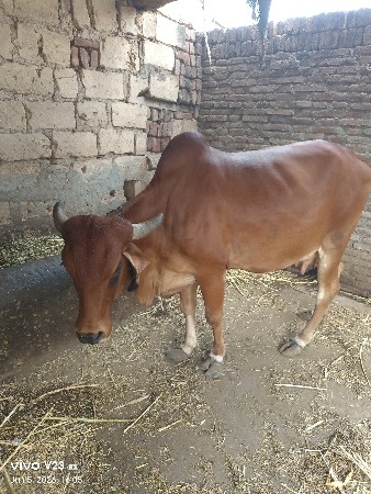 2 જુ વેતર