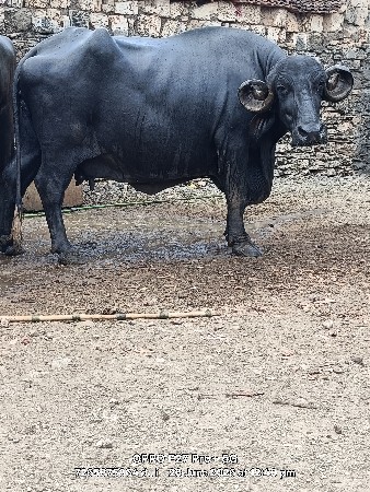 ભેંશ વેસવાની સે