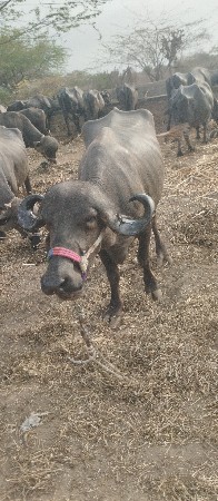 ખડેલું વેચવાનું છે