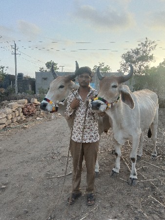 ભાઈ