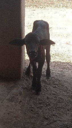 પાડો વેચવાનો છે