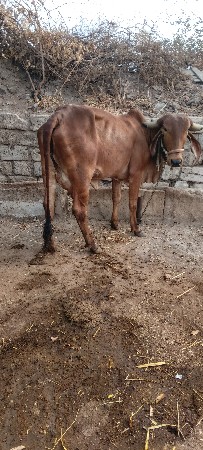 ગીર ગાય