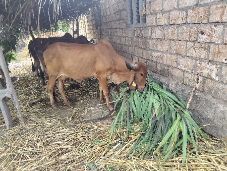 ગાય