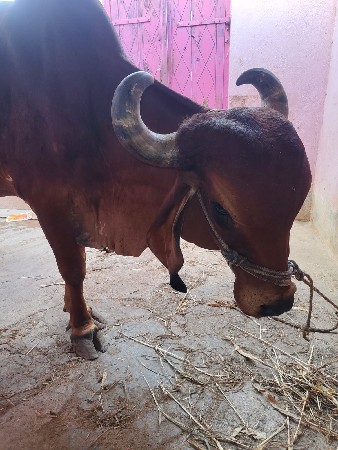 ગીર ગાય વેચવાની છે