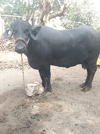 સીમાસી મેંદરડા જુનાગઢ