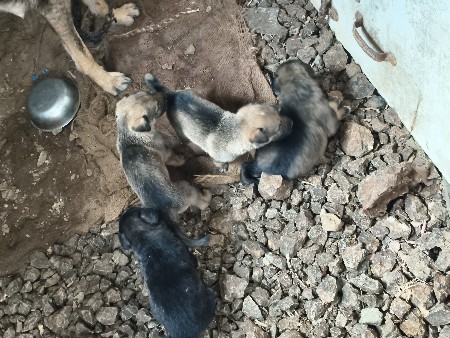 જર્મન શેફર્ડ વેચવાના છે