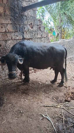 ભેંસ વેચવાની છે