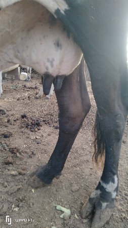 2 લીટર દુધ બે યટામ