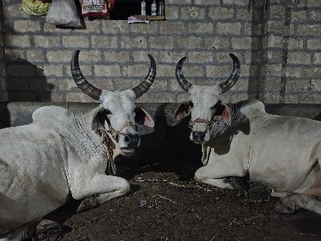 બળદ વેચવાના છે