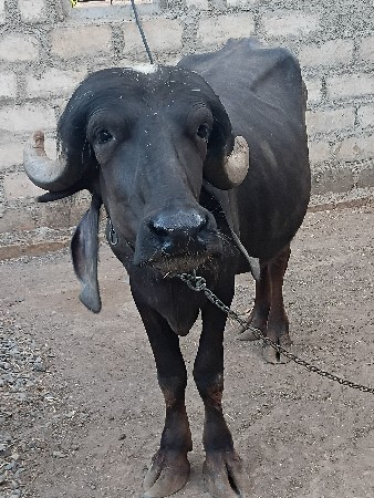 khdeli vechva ni se