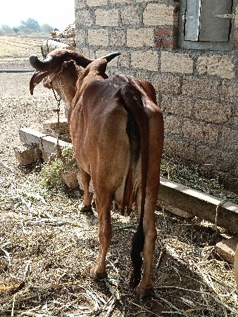 ગાય વેચવા ની છે