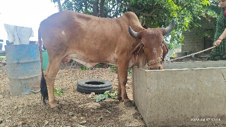 ગાય
