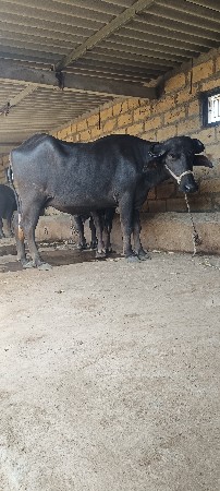 ભેંશ વેચવાની છે