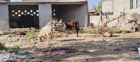 ઘેટી