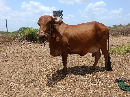 ગીર ગાય