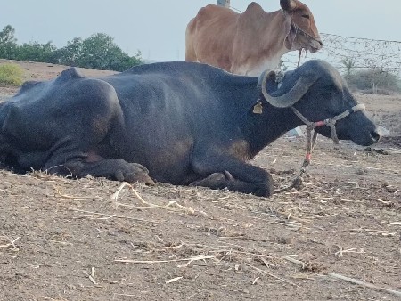 ખળેલી વેચવાની છે