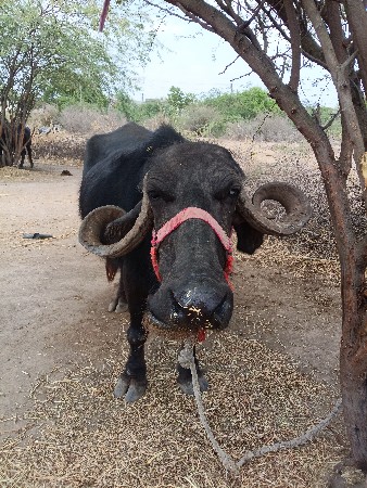 સાવ સોજી છે