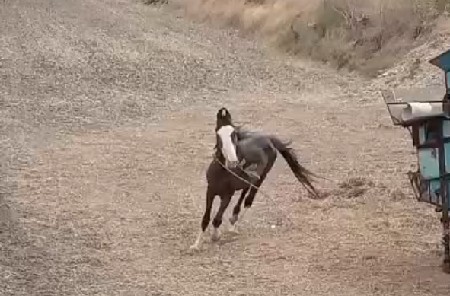 ઘોડા ના સાટા કરવા