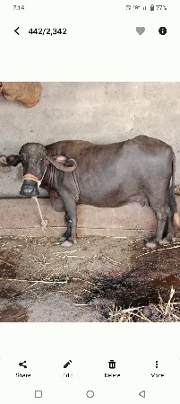 ભેંશ વેચવાની છે