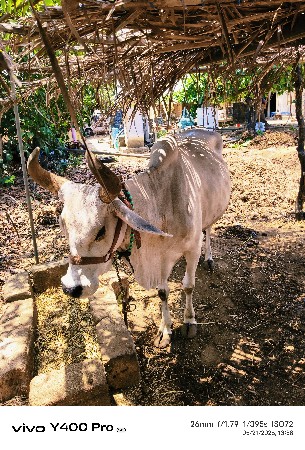 ગાય