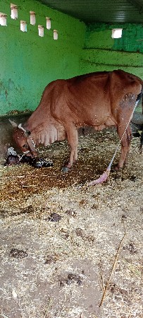 ગાય વેસવા ની સે