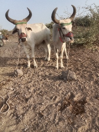 taluko dastak jillo rajkot gam sivr