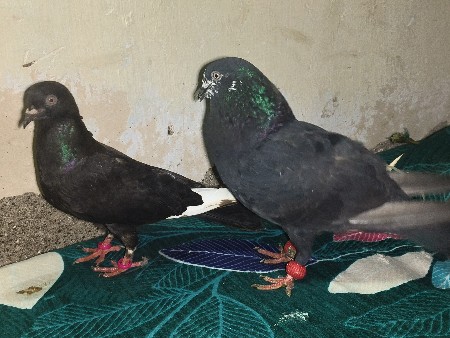 કબૂતર જોડી