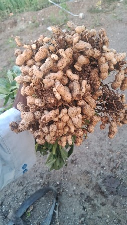 ગિરનાર 4 મગફળી