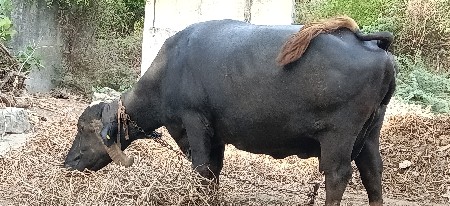 વેચવાની છે