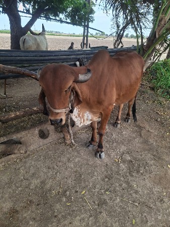 વાછડી વેચવાની છે.