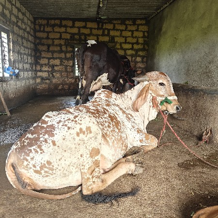ગીર ગાય વેચવાની છે